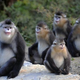 Image for article titled Zoologists watch as monkey midwife delivers baby